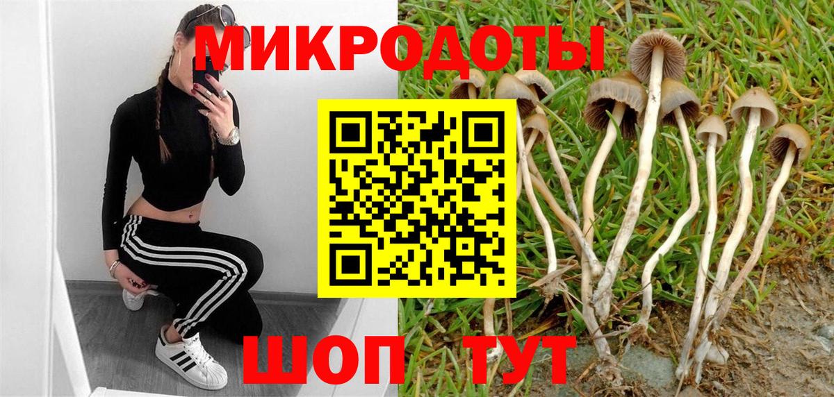 Псилоцибиновые грибы Cubensis Гусев